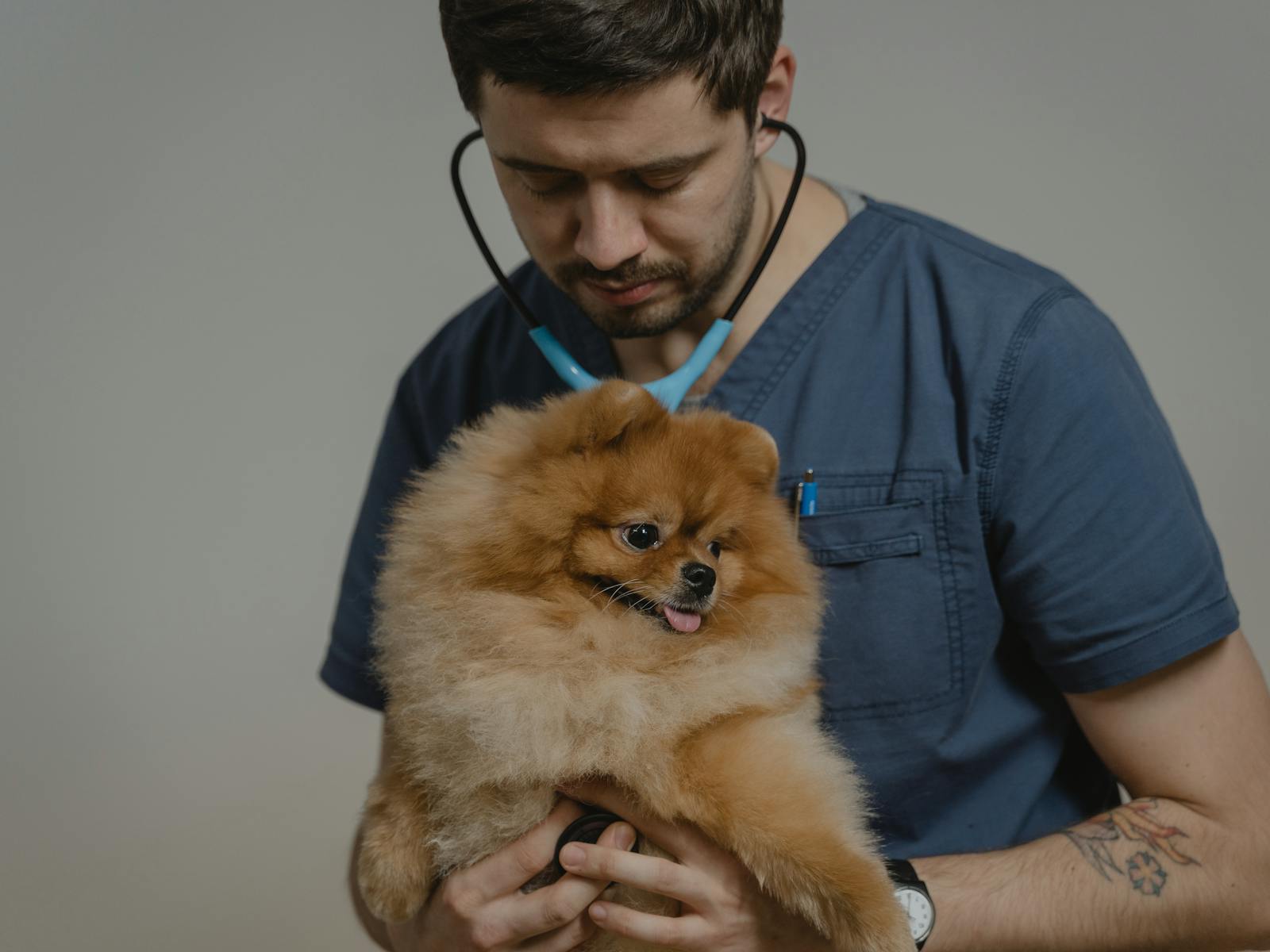 Gebitscontrole bij een hond