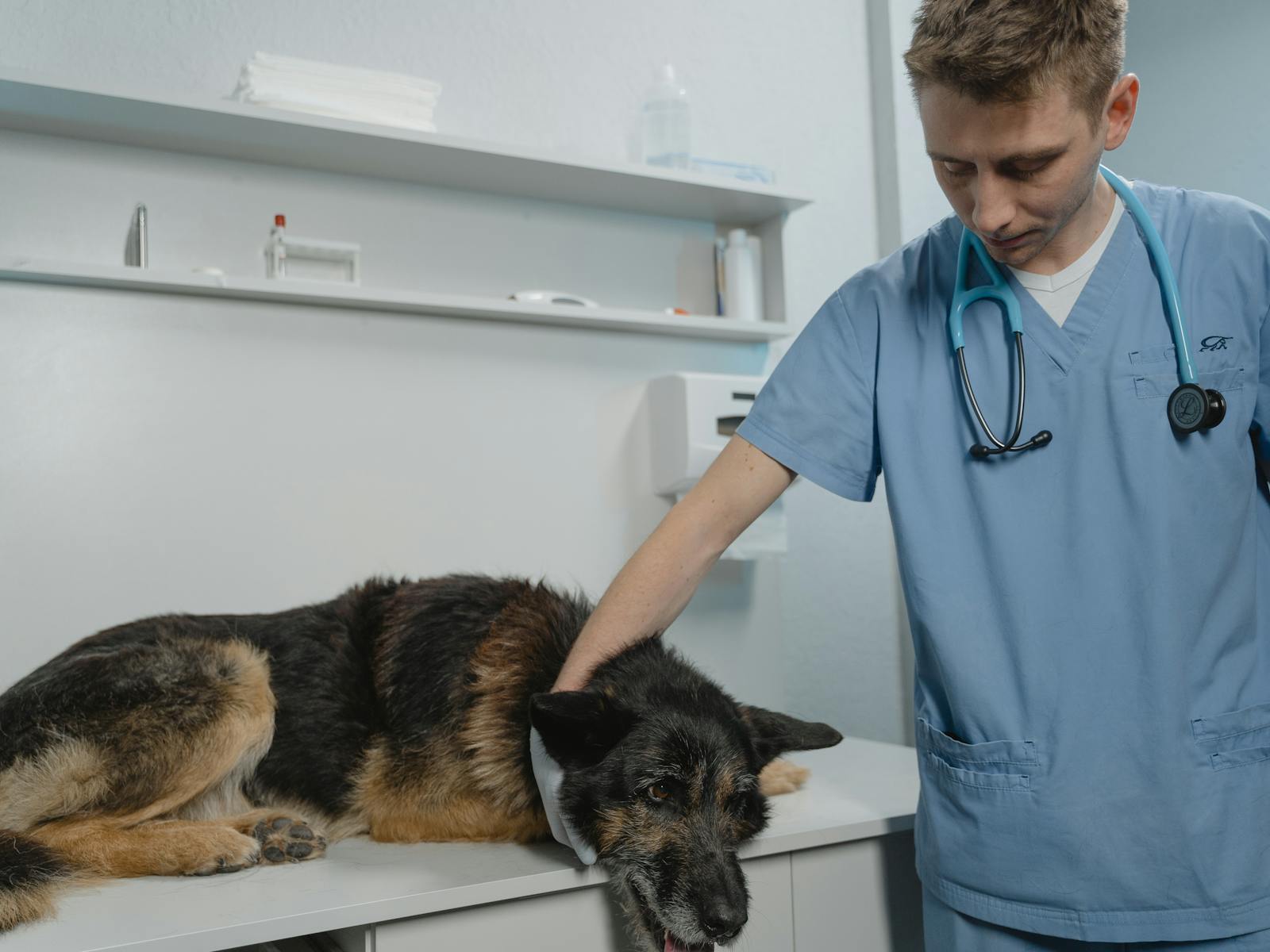 Dierenarts onderzoekt hond op consultatietafel